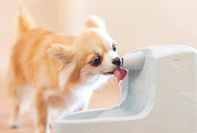 体重|养狗小知识:狗狗每天要喝多少水?