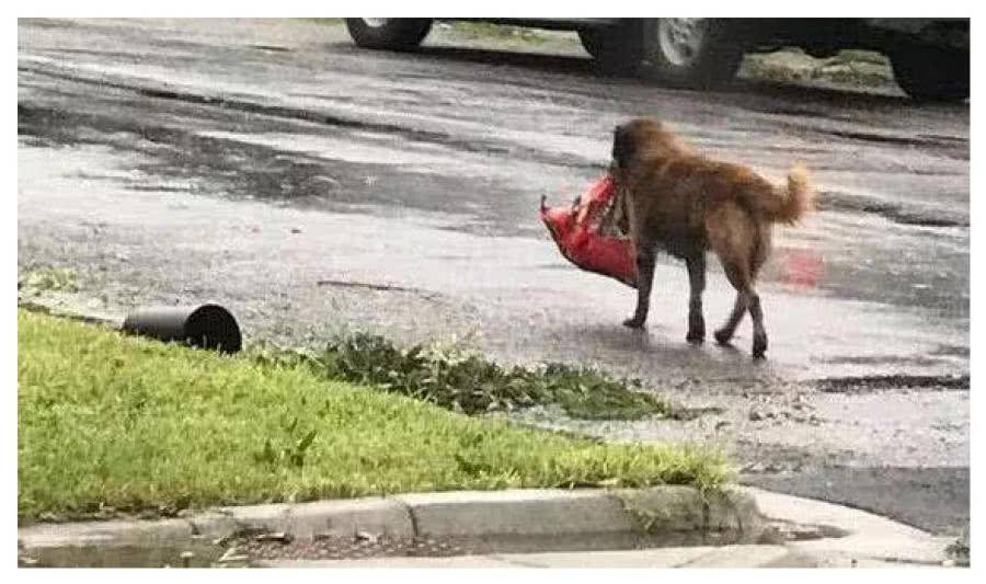 狗狗被台風颳走, 主人心急如焚, 看到它叼著這物回來卻笑翻了 萌趣萌寵 第2张