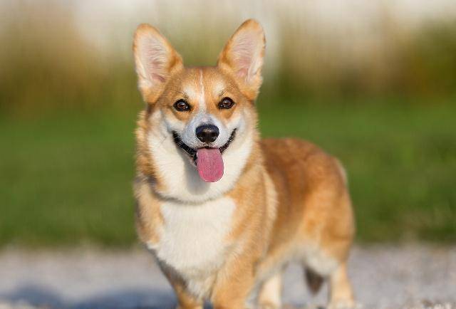 睡眠|柯基犬不能陪睡,让它上床睡觉,绝对会是铲屎官的噩梦