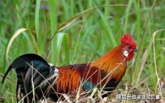 通过863个基因组的对比科学家找到鸡的祖先长得比鸡漂亮多了