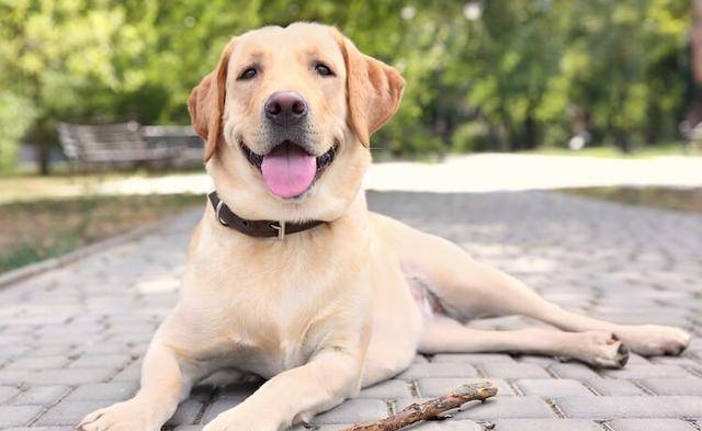 奖励|拉布拉多亲人又好养?但仍需要主人好好训练,该如何养好一只拉拉