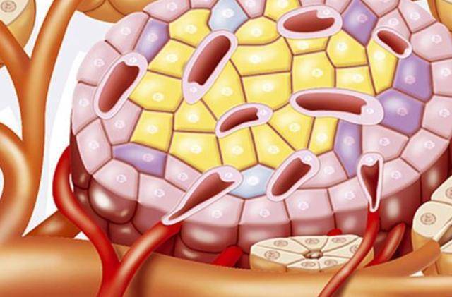 物质|激活胰岛素的冠军，不是洋葱，吃“1物”，胰岛功能或慢慢变强
