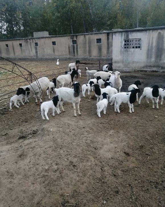 家中的温馨与未来之兆,解析梦见大羊与小羊群入室的寓意 家中的温馨与未来之兆,解析梦见大羊与小羊群入室的寓意