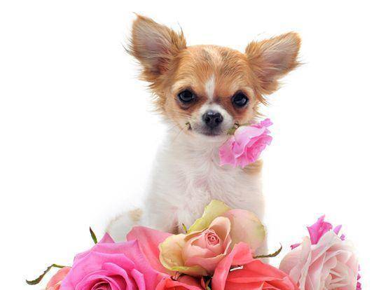 奖励|训练狗狗之前, 这五个细节一定要先了解, 能让你事半功倍