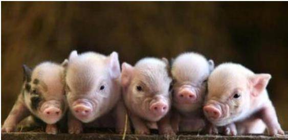 猪价明日最新猪价官方 16247ec17c7f4333b7d20fd5ab9444e4.jpeg