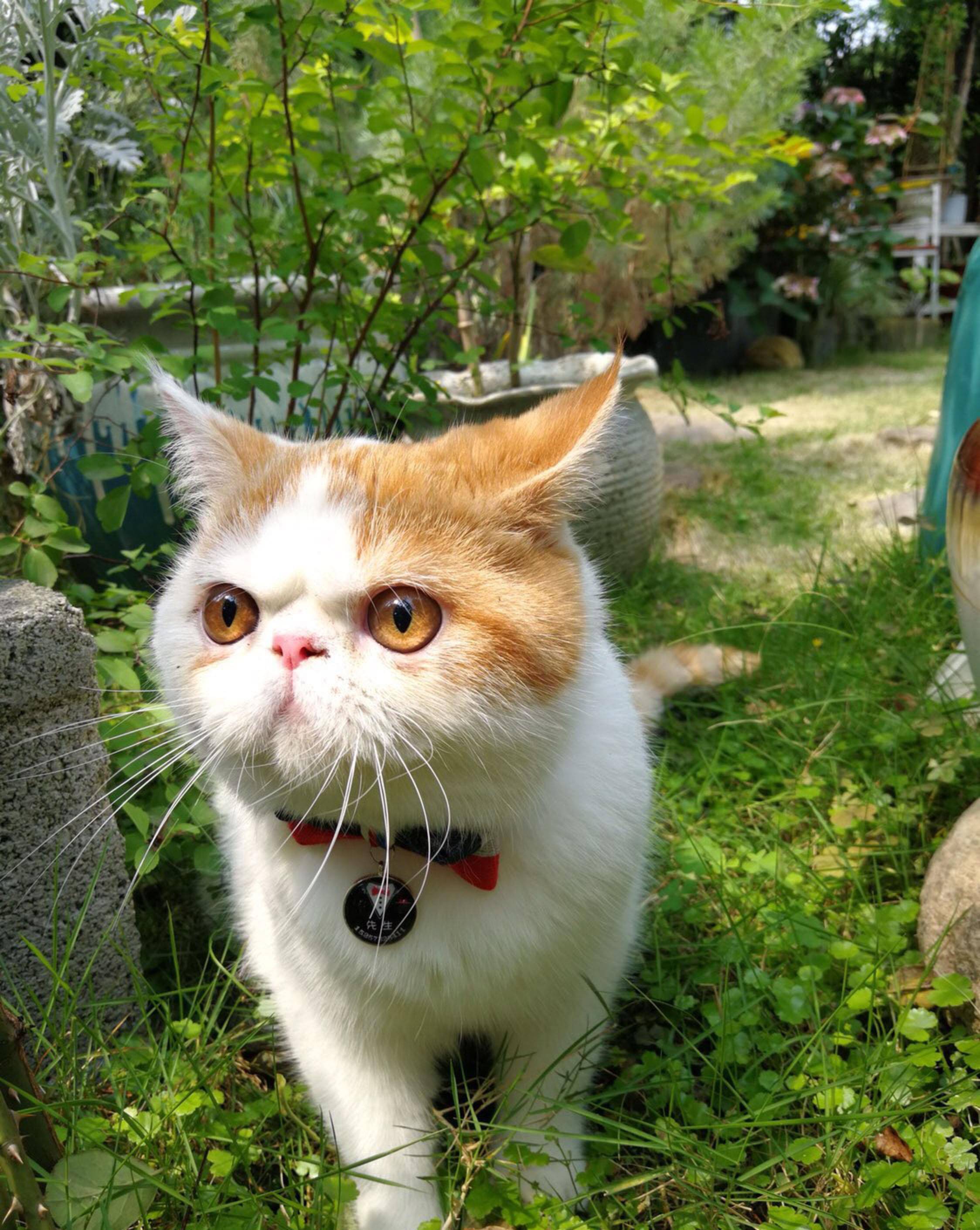 脸盘|加菲猫野外求生记！太萌了，谁说猫不能溜的逗死我了……