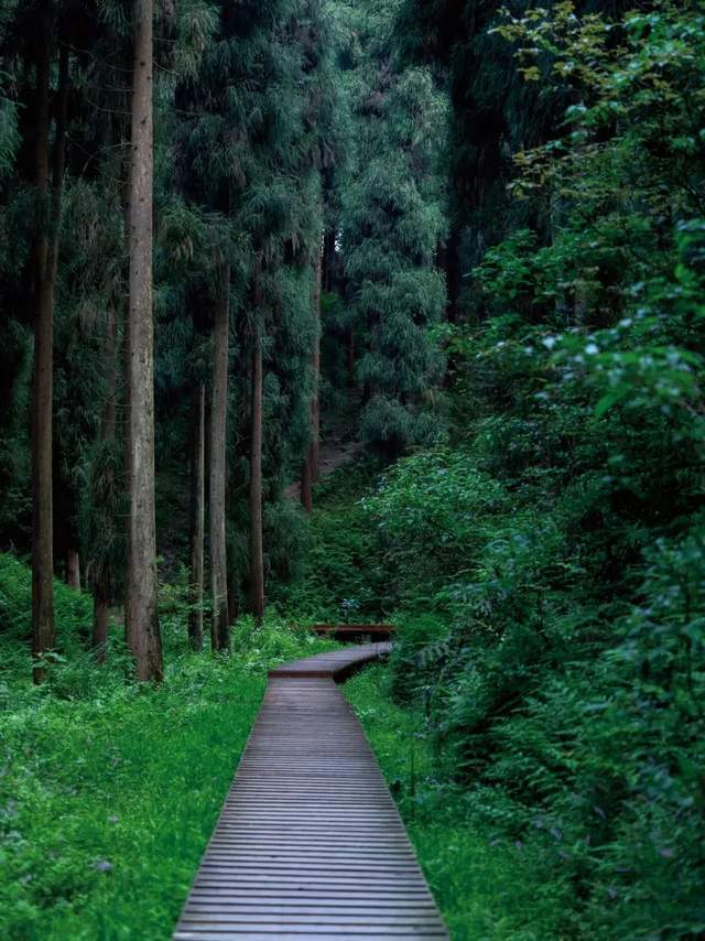 「中坝森林」漫步奇遇原始森林