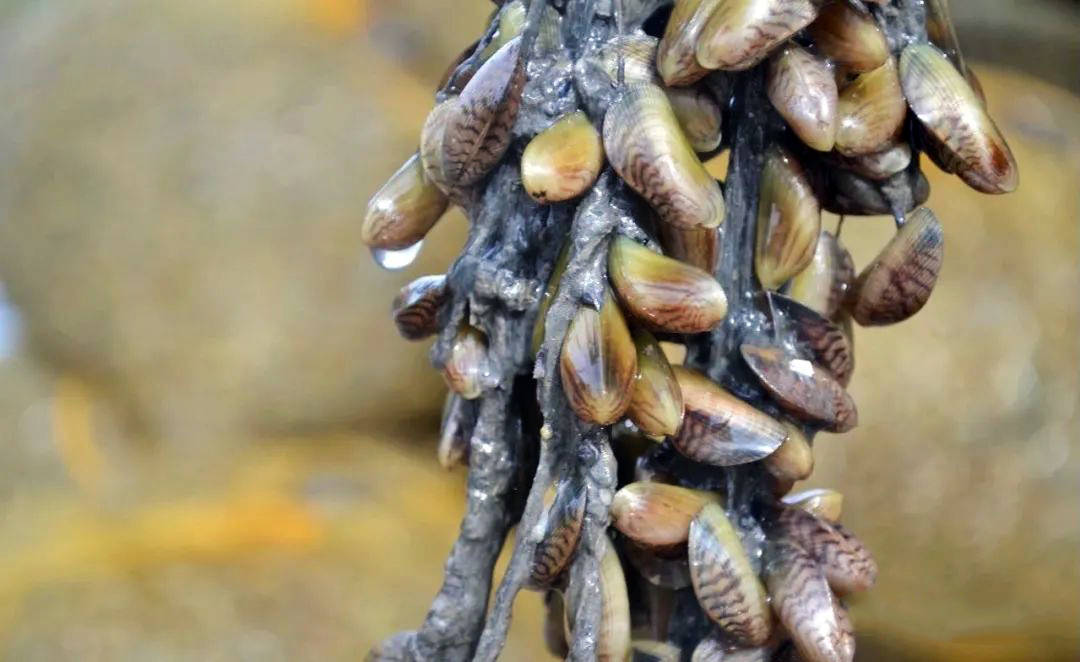 夏日消暑美食哪里找,潮汕澄海薄壳等你来捞!