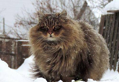 世界上有巨猫吗 c5aa011cbb0d44dc88aa9c6d6d6da3e5.jpeg