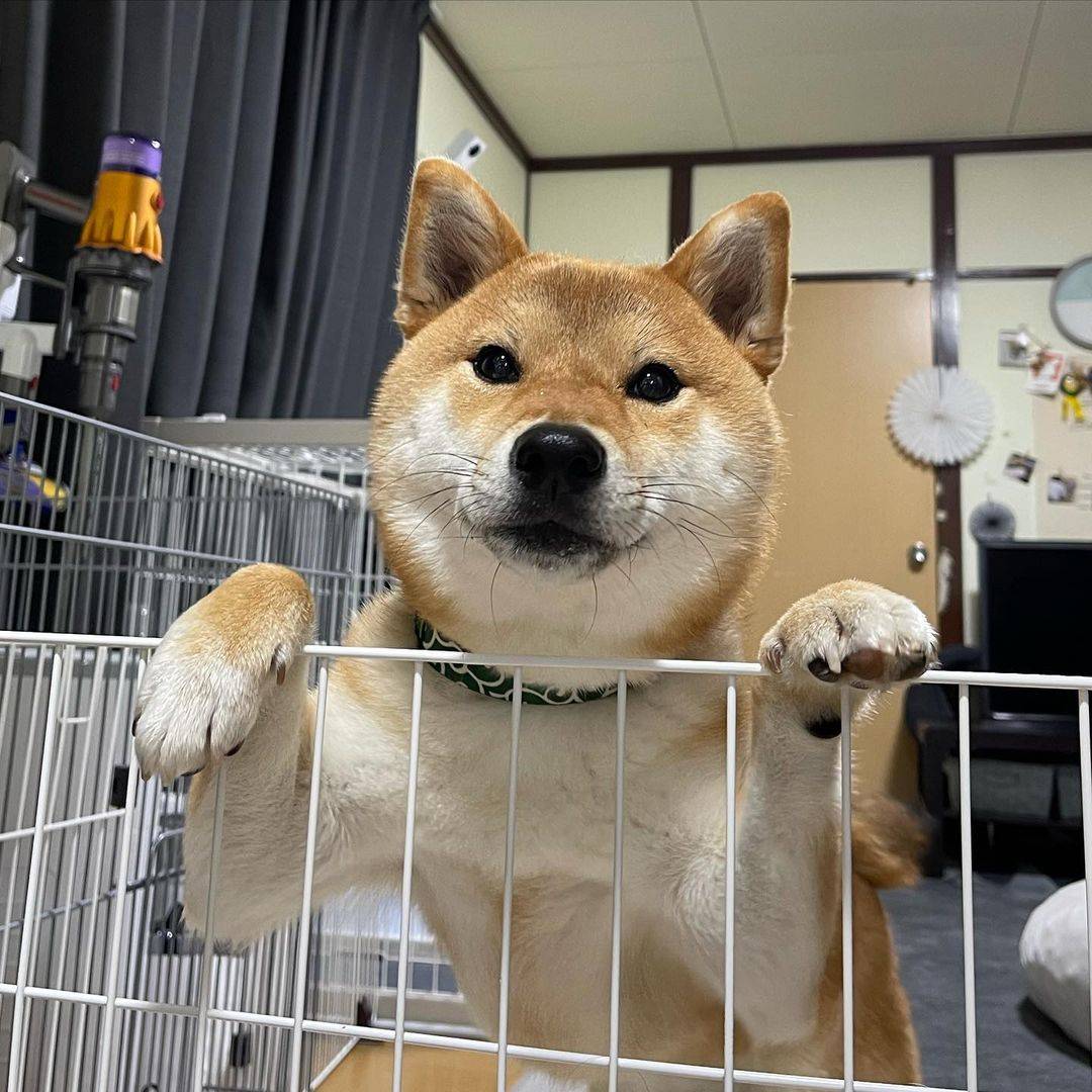 咨询|柴犬百科丨关于柴犬挑食的四个问题