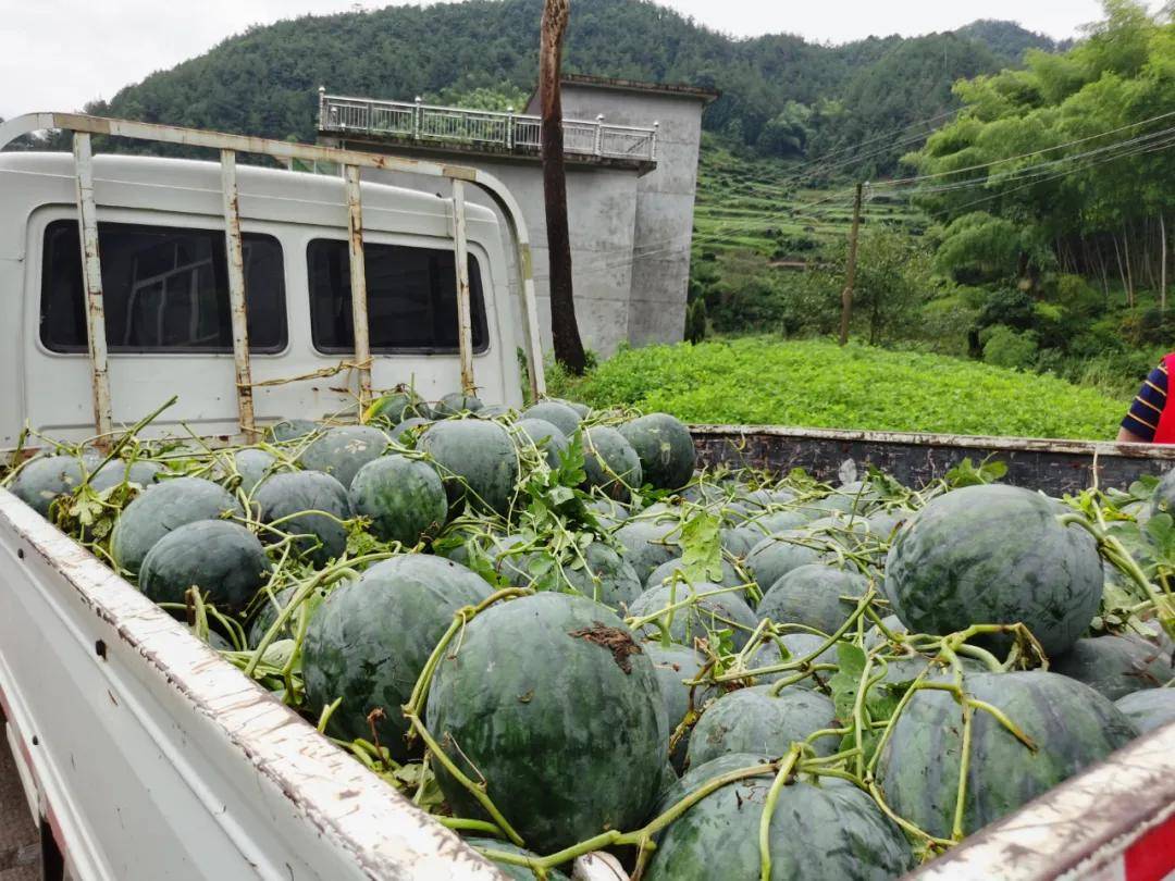 田间直播,上门收购……磐安高山西瓜有出路了!
