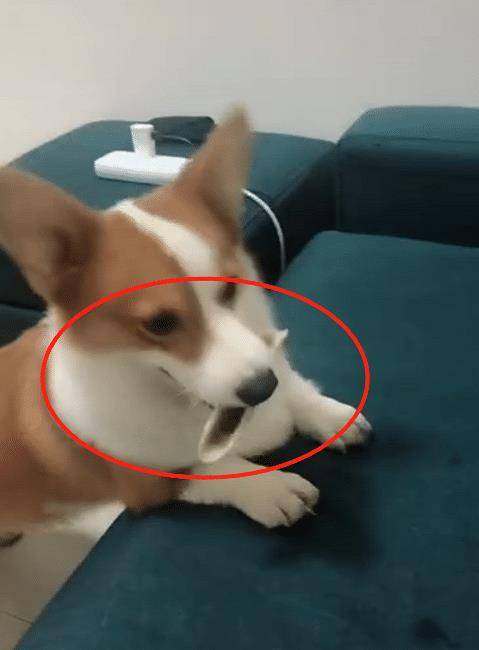 事情|主人：说出来你可能不信，我被一只狗子玩了！狗：铲屎的，听话