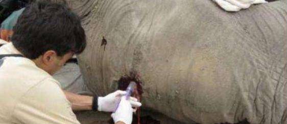 一头大象不停用头撞树,看起来很痛苦的样子,人们上前检查后蒙了