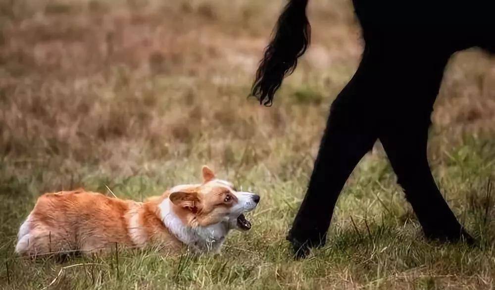 操作|柯基就只会卖萌么？那你就错了，它还有这种操作