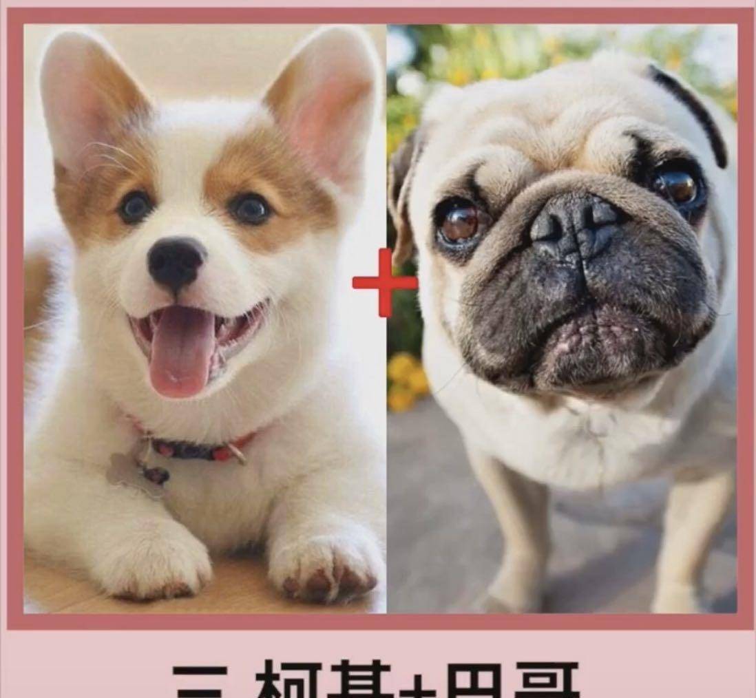 包占|宠物狗柯基的强大基因，看完不得你不服，网友赞叹：太强大了