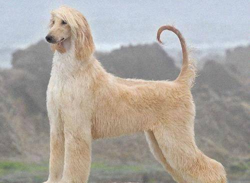 猎犬|盘点掉毛最厉害的五种狗：柯基没得话说，图五一年掉的能织毛衣！