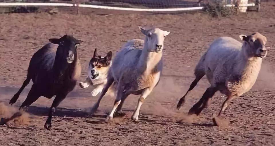 操作|柯基就只会卖萌么？那你就错了，它还有这种操作