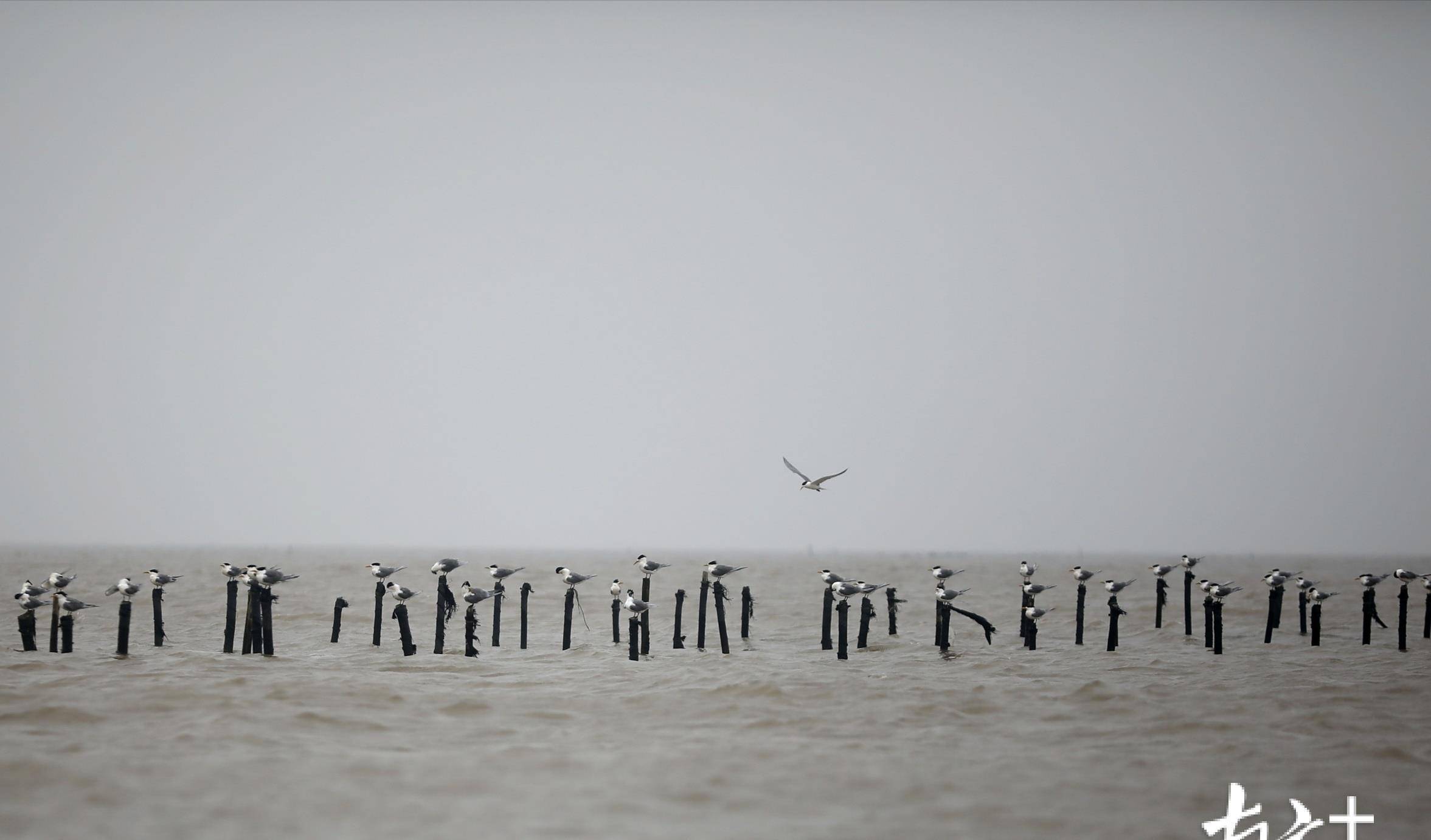 珠海数千海鸥戏金滩，赶紧一起看看这热闹又温馨的一幕