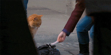 电影|泪目！《流浪猫鲍勃》原型猫去世，主人悼念：我生命中的光已经熄灭