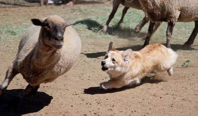 操作|柯基就只会卖萌么？那你就错了，它还有这种操作