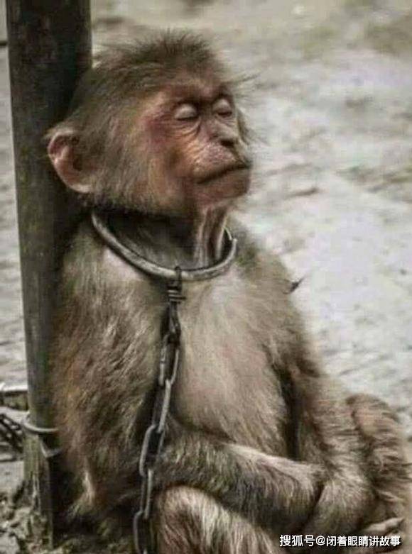 看着这只猴子被锁住后万念俱灭的无赖,你可能会非常悲伤