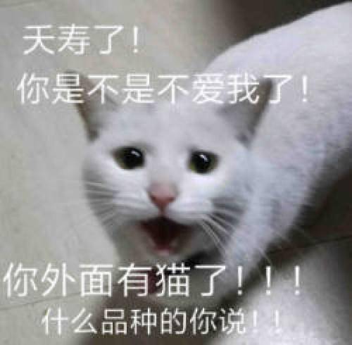 养猫的老总_养猫男生头像