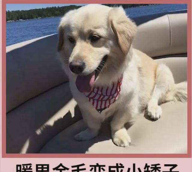 包占|宠物狗柯基的强大基因，看完不得你不服，网友赞叹：太强大了