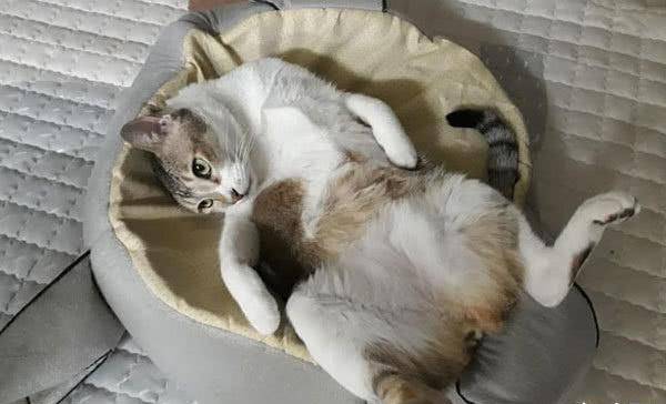 猫咪病重身插6根管，忍痛爬向主人讨摸