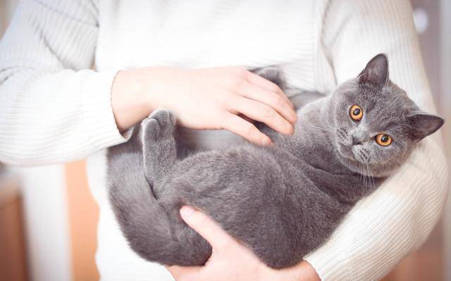 猫咪|猫咪永远养不熟？这4种适合家养的猫咪你知道吗？