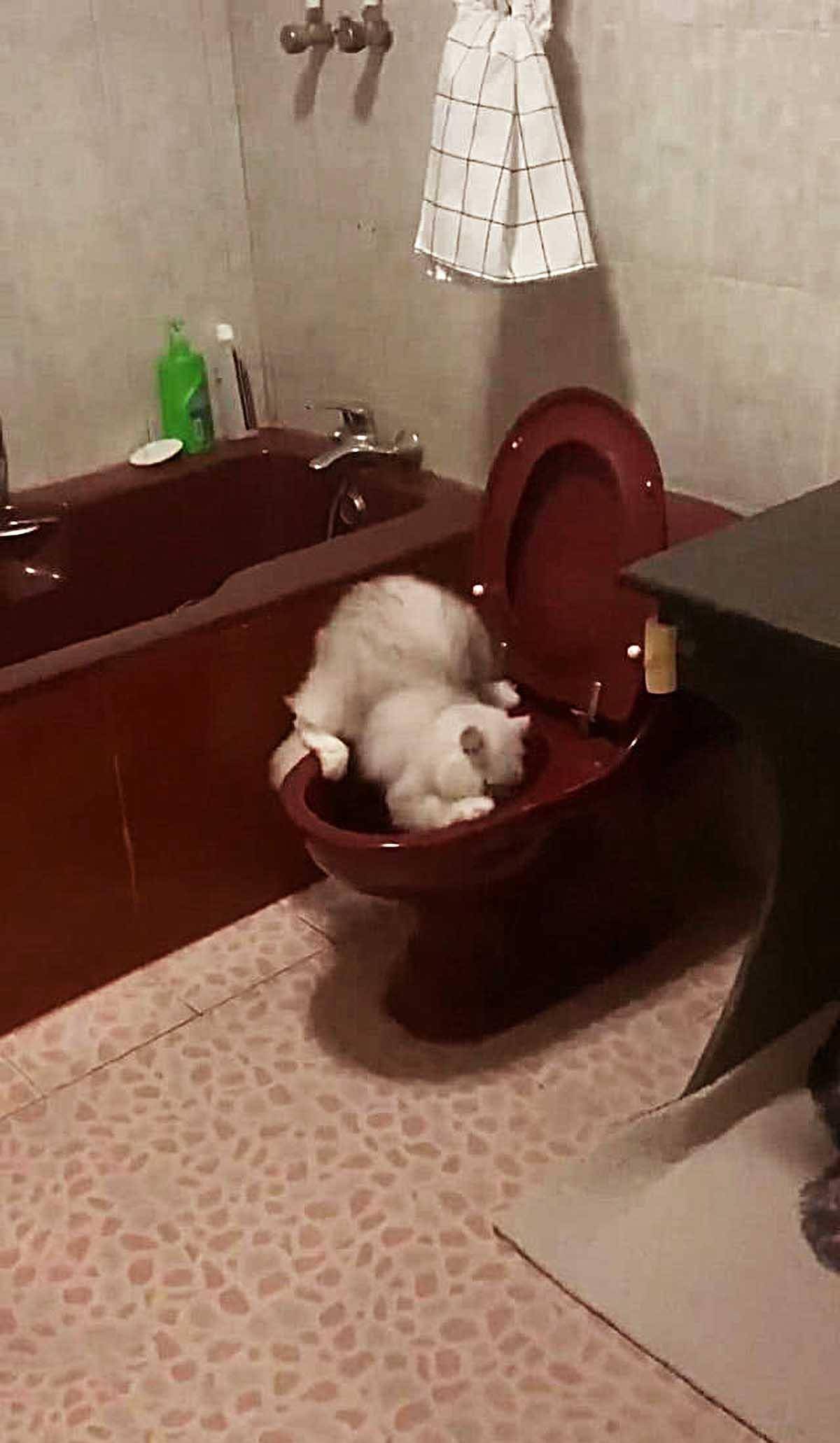 男子被猫咪亲吻后心花怒放,但它下一秒的举动,瞬间让他呕吐不止 男子被猫咪亲吻后心花怒放,但它下一秒的举动,瞬间让他呕吐不止