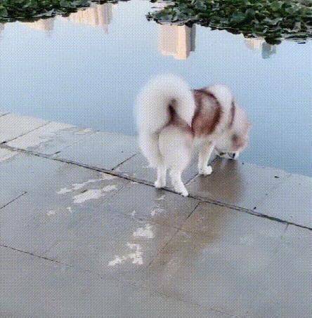 哈士奇玩水犯二,还喝了洗脚水,二哈:这水喝了有些上头! 哈士奇玩水犯二,还喝了洗脚水,二哈:这水喝了有些上头!