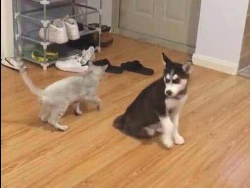 哈士奇跟猫咪对决,二哈却戏精附体,猫咪:主人这货是假摔的! 哈士奇跟猫咪对决,二哈却戏精附体,猫咪:主人这货是假摔的!
