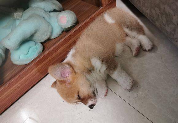 大房子|两只小狗的居住条件差距太大，柯基住大房子，土狗被拴在外面