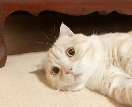 猫咪洗澡竟笑得如此灿烂，原来这一切都是“遗传”惹的祸！ 
