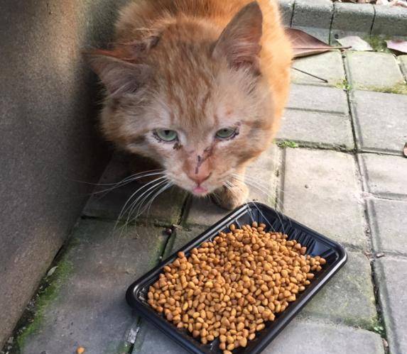 家猫不老实找流浪猫打架, 结果脑壳上破了个大洞 