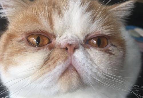方法|加菲猫泪痕严重怎么办？