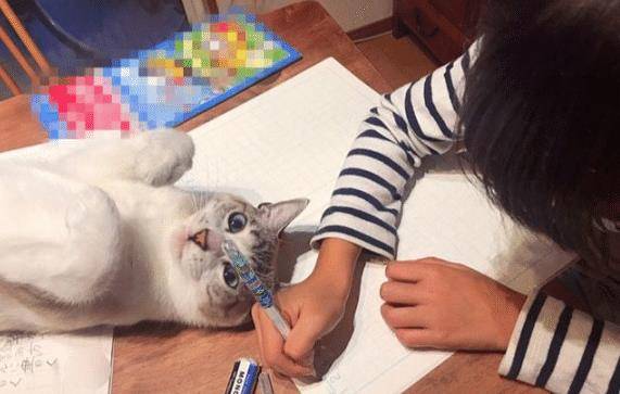猫咪试图阻止小主人写作业，最后却被她给打败了，猫：谁还不是个宝宝