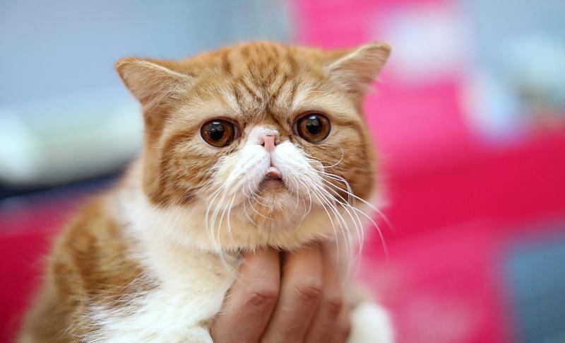 要求|萌宠：加菲猫掉毛太严重，铲屎官应该怎样解决？