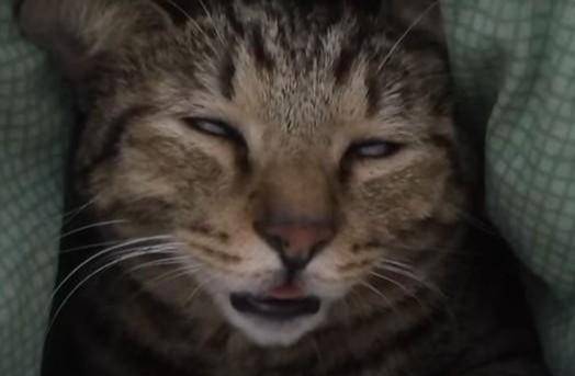 狸花猫睡觉就翻白眼,主人偷偷拍下来吐槽,这个样子一点都不正经 狸花猫睡觉就翻白眼,主人偷偷拍下来吐槽,这个样子一点都不正经