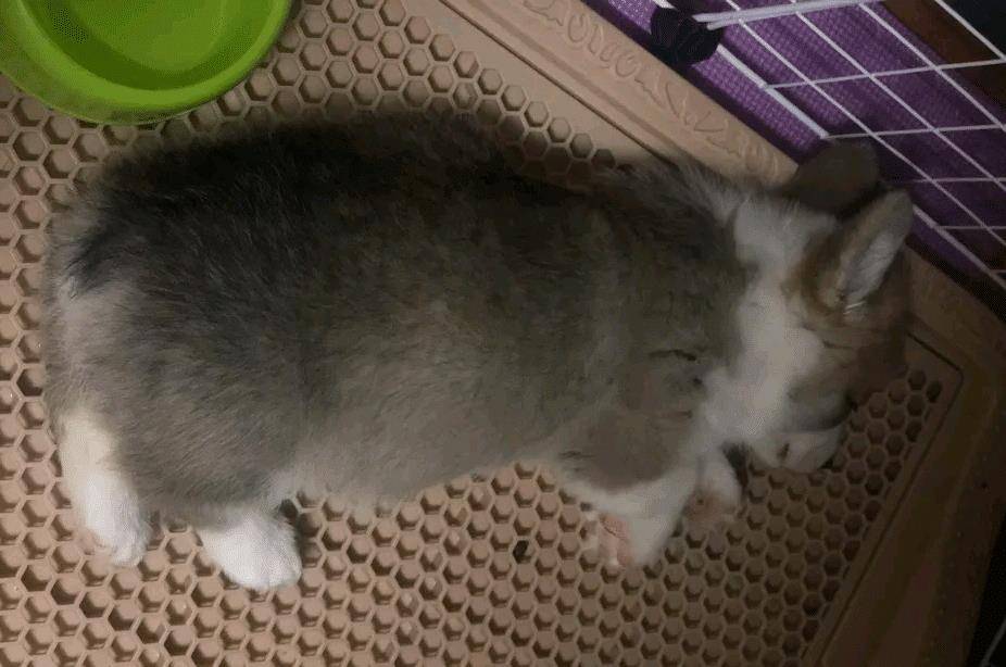 厕所|柯基有特殊癖好,好好的狗窝不睡,非得睡在这种地方