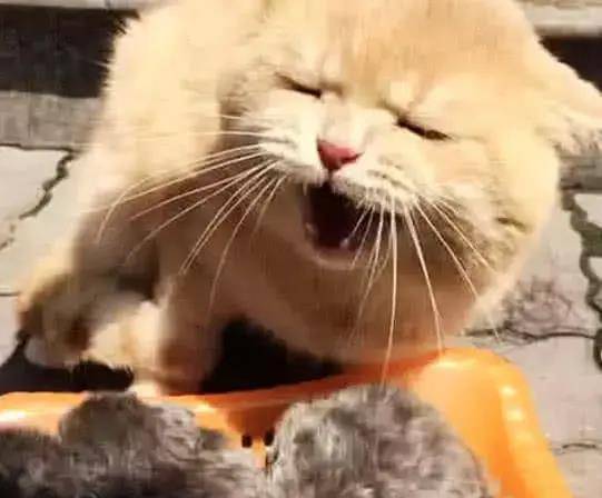 猫咪怀孕生了一窝,唯独不喜欢这只,得知原因让网友笑晕 猫咪怀孕生了一窝,唯独不喜欢这只,得知原因让网友笑晕