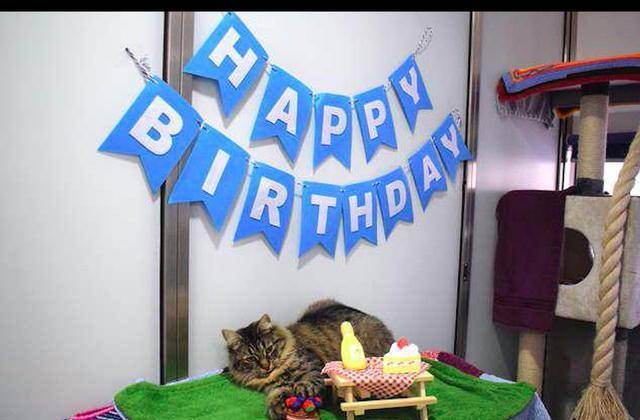 猫咪因患艾滋病,生日会上没一个领养人来参加,工作人员们很沮丧 猫咪因患艾滋病,生日会上没一个领养人来参加,工作人员们很沮丧