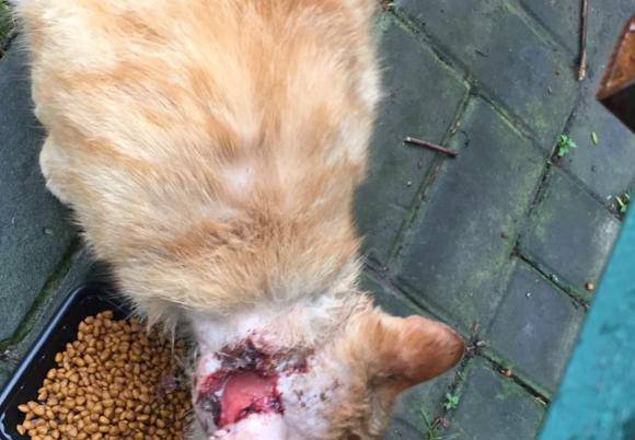 家猫不老实找流浪猫打架, 结果脑壳上破了个大洞 