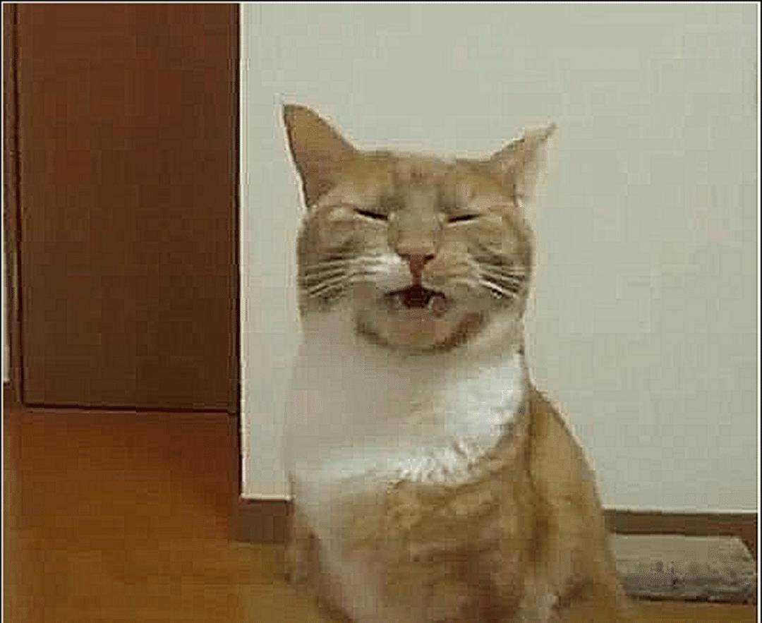 橘猫正在给自己清洗，突然舔了下屁股，下一秒直接不淡定了