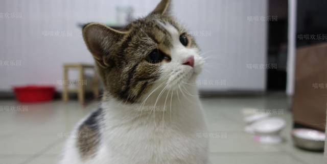 猫咪怎么样会蹭脸 cf1e7408d4dc488696d657afa5b3f09c.jpeg