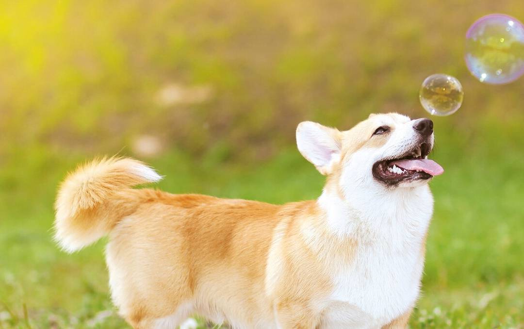 一针|饲养“柯基犬”，一个月大概需要花多少钱？