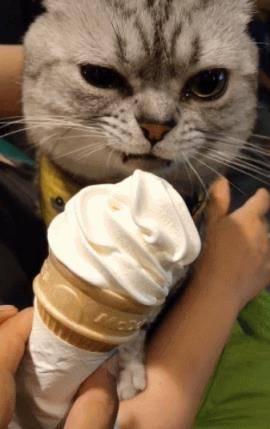猫咪夏季降温手段，剃毛、吃冰还有啥？