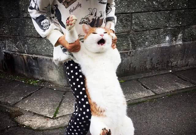 橘猫:我就是饿死也不妥协的,主人:你说啥?橘猫:念错了剧本!