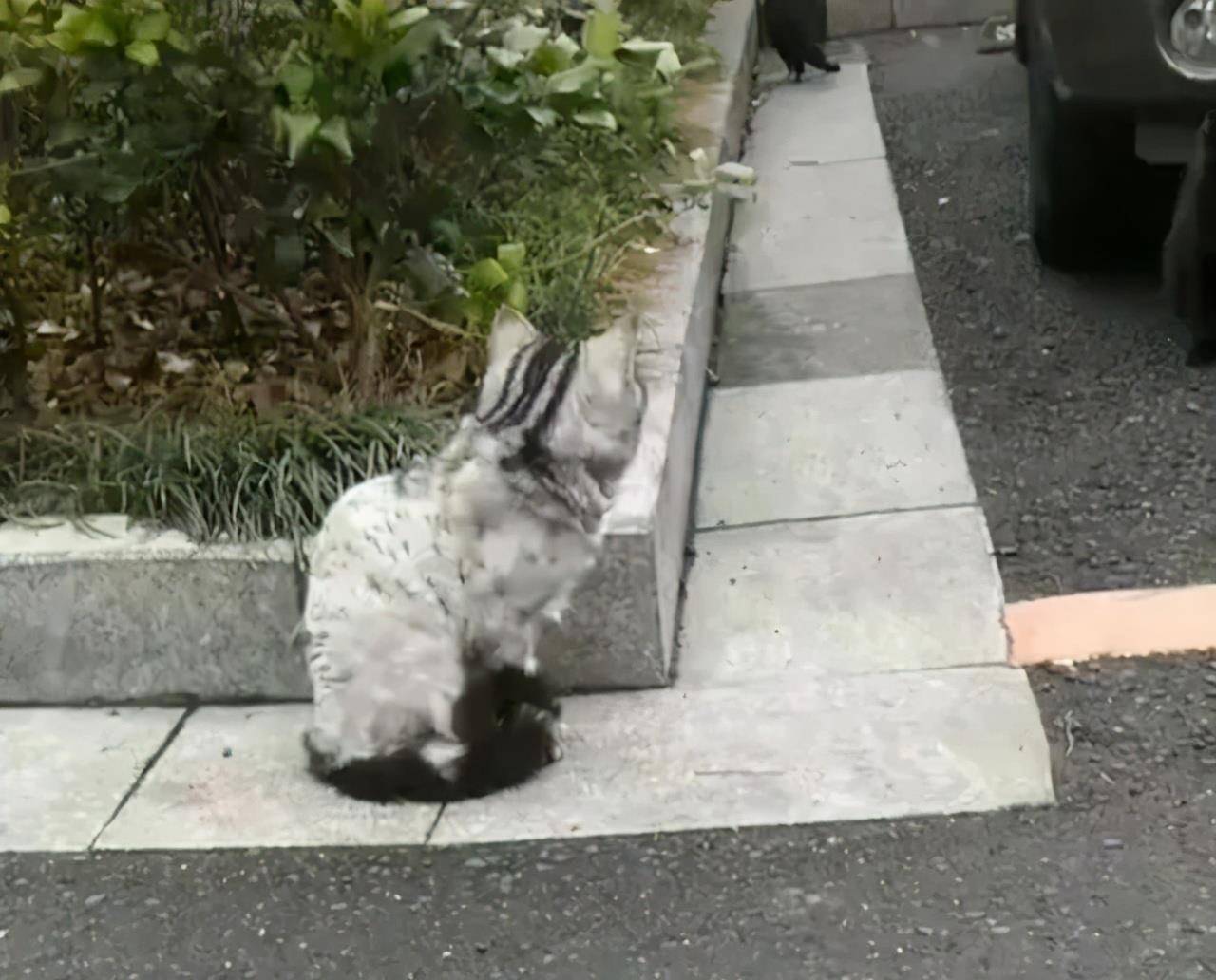 猫咪|被遗弃的品种猫,日子过得有多惨?加菲猫落魄的像只大老鼠