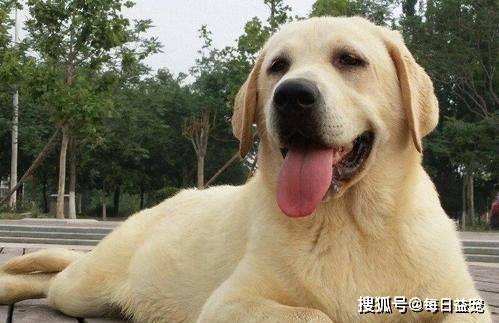 獎勵|對拉布拉多來說最重要的6樣東西，主人給夠了嗎？